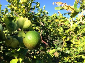 Close-up of fruits growing on tree