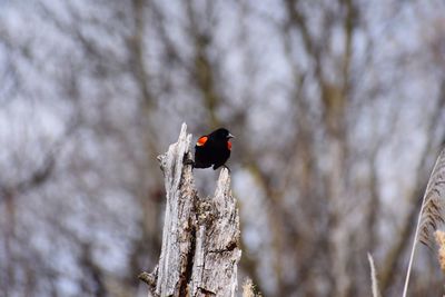 Close-up of bird perching on tree trunk