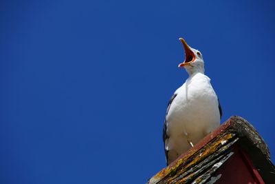 Low angle view of seagull perching on roof