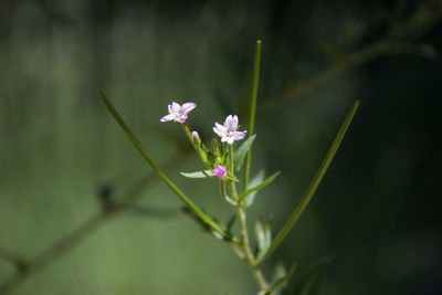 Close-up of flowers