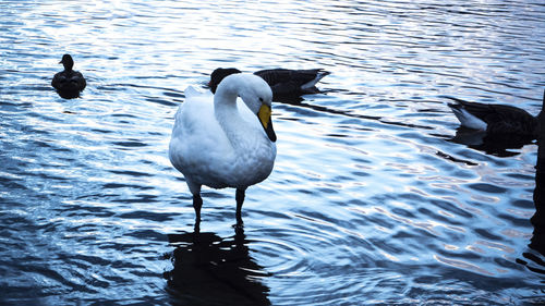 Ducks swimming in lake