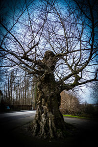 Bare tree against sky