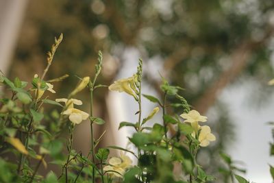 Close-up of flowering plant against blurred background