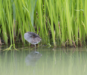 Bird perching at lake