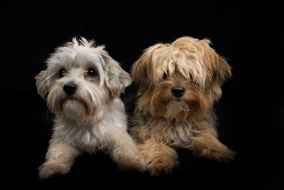 Portrait of dog against black background