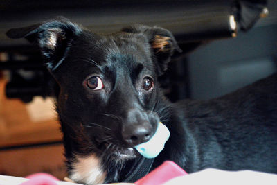 Close-up portrait of dog