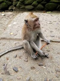 Monkey sitting on stone wall