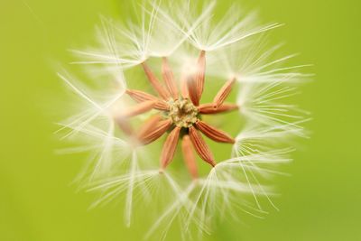 Close-up of flowers