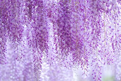 Close-up of purple flowers on tree