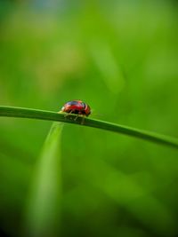 Close-up of ladybug on leaf