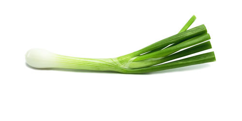 Close-up of green leaf against white background