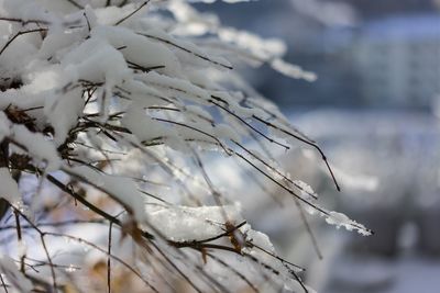 Close-up of snow on plant during winter
