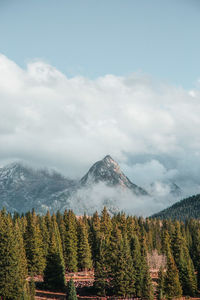 Scenic view of pine trees against sky