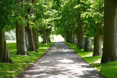 View of trees in park