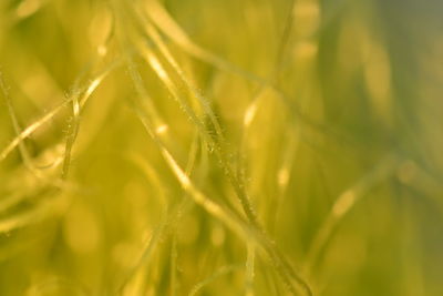 Close-up of wheat growing on field