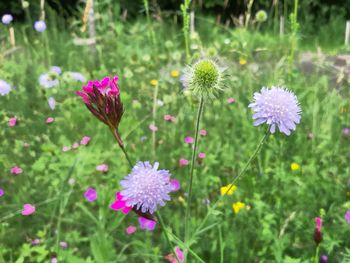 Close-up of pink flowering plant on field