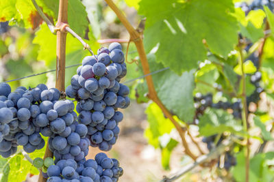 Close-up of grapes in vineyard