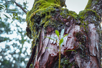 Close-up of lichen on tree trunk