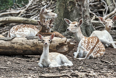 Deer in a forest