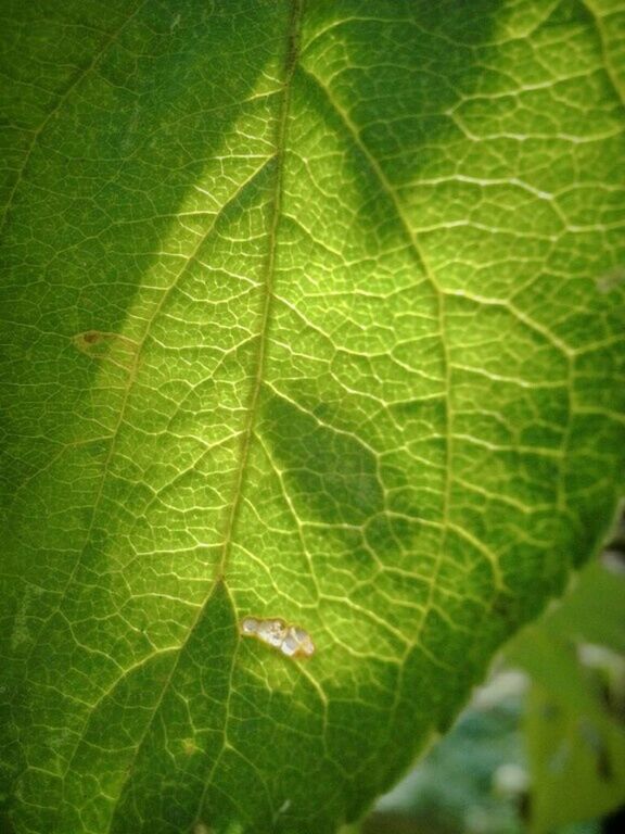 leaf, green color, leaf vein, close-up, growth, natural pattern, nature, plant, focus on foreground, green, beauty in nature, selective focus, day, outdoors, no people, pattern, sunlight, leaves, tranquility, high angle view