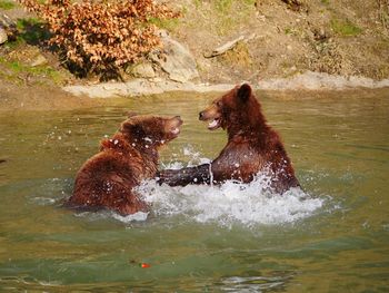 View of horse in river