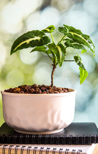 Syngonium wendlandii growing in the small ceramic pot, houseplant for room decoration