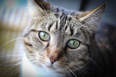 Close-up portrait of cat