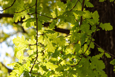 Close-up of green leaves on tree