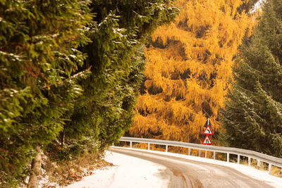 Road amidst trees in forest during autumn