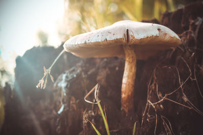 Close-up of fly agaric mushroom