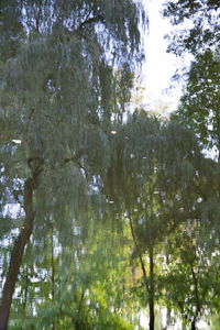 Low angle view of trees