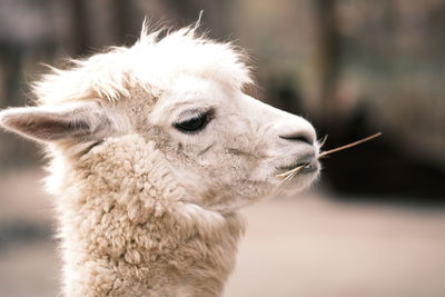 Close-up of a horse