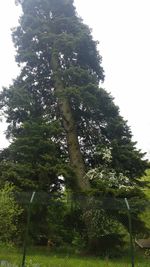 Low angle view of trees