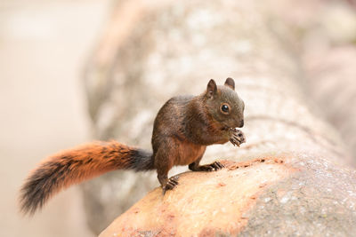 Close-up of squirrel