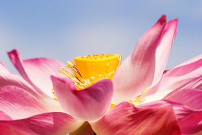 Lotus flower on sunlight. close up yellow center of flower and pink petals. blue sky as background. 