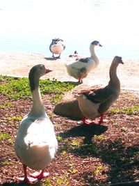 Ducks on lakeshore