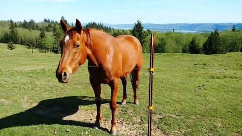 Horse in a field