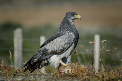 Close-up of bird perching on field