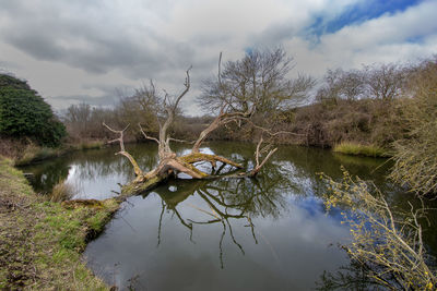 A fallen tree in a small pond in rural suffolk, uk