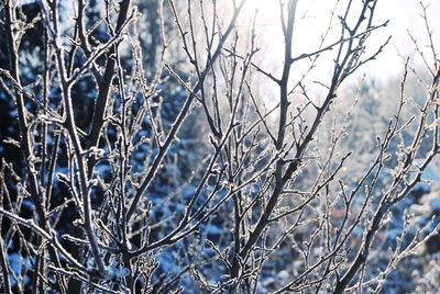 Close-up of frozen bare tree during winter