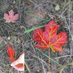 Close-up of red maple leaves