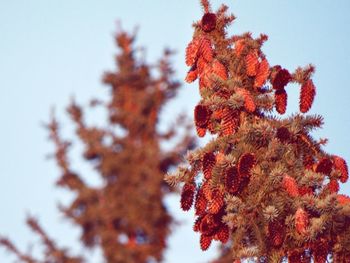 Low angle view of fresh tree against sky