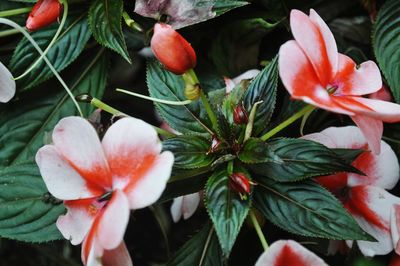 Close-up of pink flowers