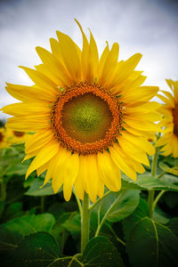 Close-up of sunflower on field against sky