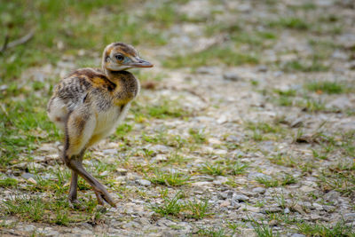 Close-up of a bird