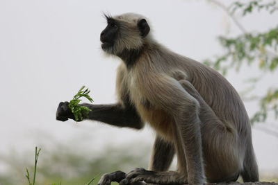 Close-up of monkey