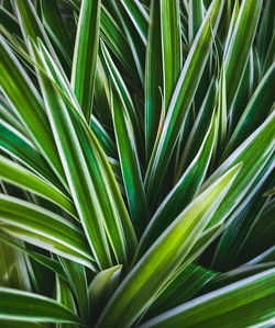 Full frame shot of palm leaf