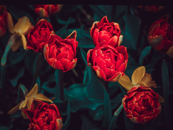 Close-up of red roses