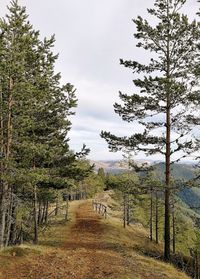 Trees in forest against sky