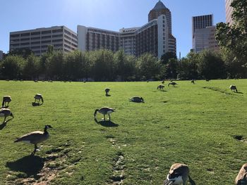 Flock of birds in park against sky in city